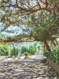 Footpath amidst trees