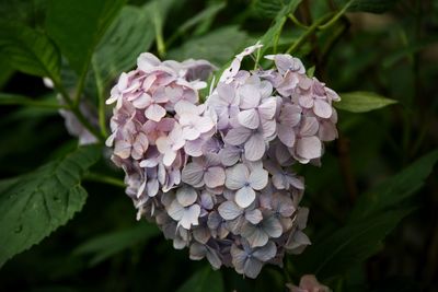 Close-up of purple hydrangeas in park