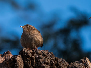 Close-up of bird perching on rock