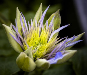 Close-up of purple flowering plant