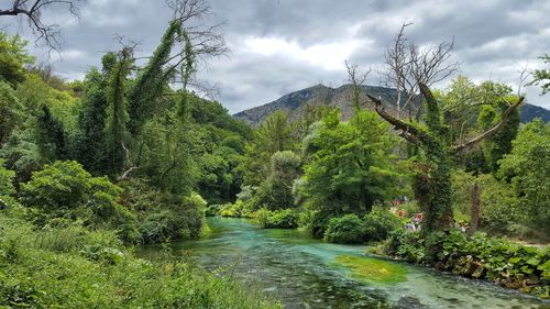 Scenic view of river amidst trees against sky