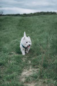 Dog running on field