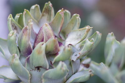 Close-up of flowers