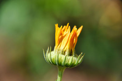 Close-up of red flower