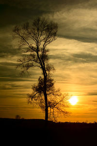 Silhouette tree on landscape against sunset sky