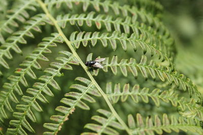 Close-up of insect on plant