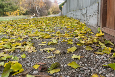 Autumn leaves on footpath