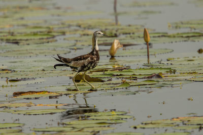 Birds on a lake