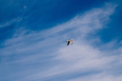 Low angle view of seagull flying in sky