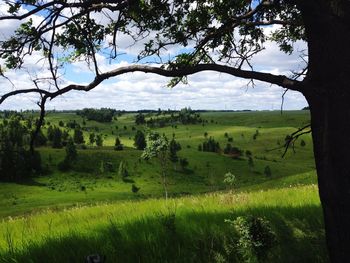 Scenic view of field against sky