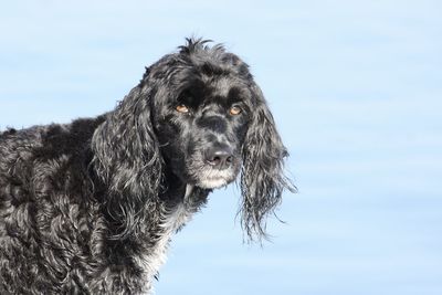 Portrait of dog looking away against sky