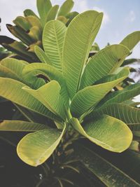 Close-up of green leaves