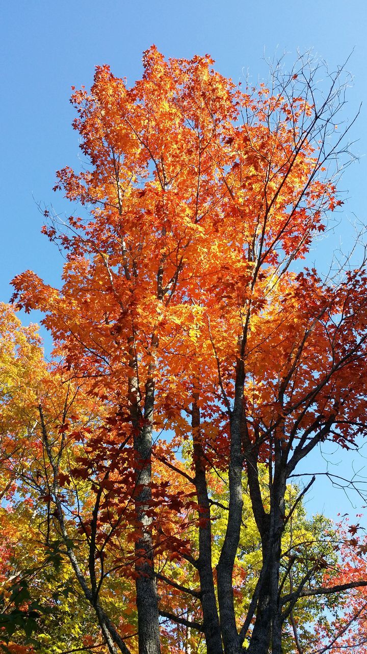 tree, autumn, plant, nature, branch, low angle view, beauty in nature, sky, leaf, plant part, orange color, no people, growth, day, tranquility, maple, outdoors, clear sky, yellow, scenics - nature, blue, sunlight, maple tree, land, environment