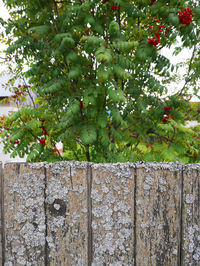 Close-up of fruits on tree against wall