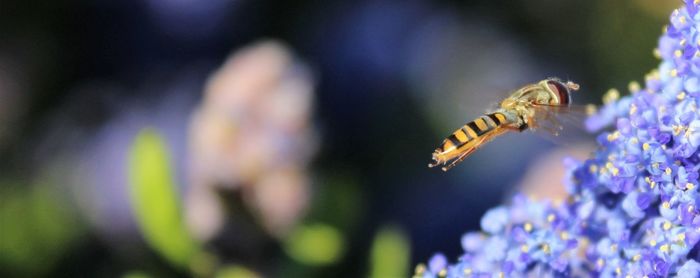 Close-up of bee pollinating on lavender