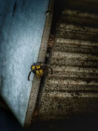 Close-up of insect on wall