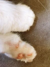 Close-up of white cat sleeping