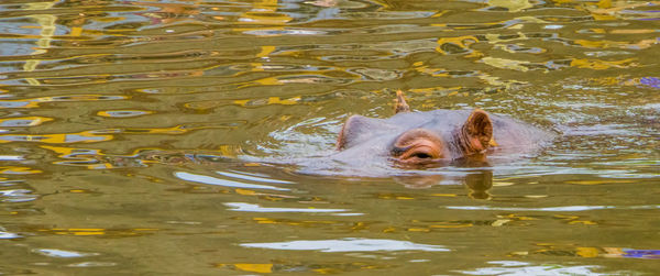 Duck swimming in lake