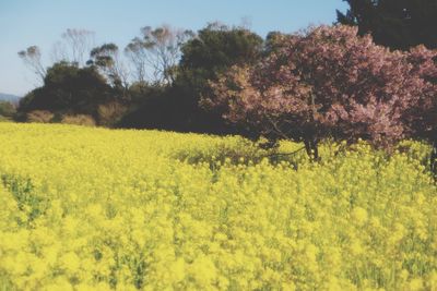 Scenic view of oilseed rape field