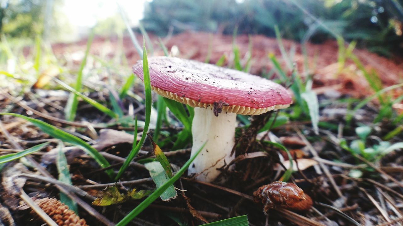 Russula Emetic the sickener