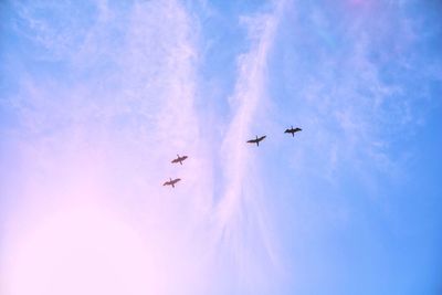 Low angle view of birds flying against blue sky