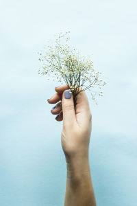 Close-up of hand holding flowers against wall