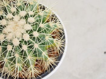 Close-up of cactus