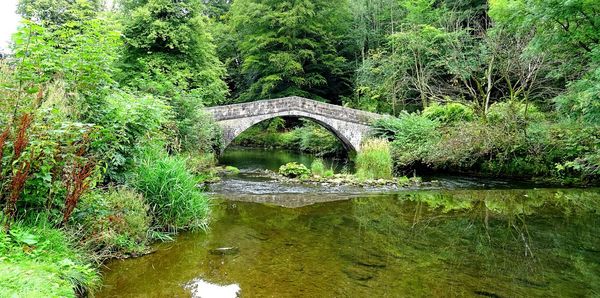 Arch bridge over lake amidst trees