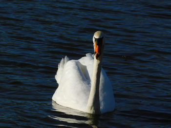 Swan floating on lake