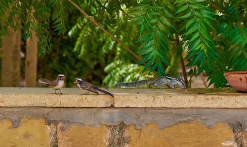 Birds arguing 