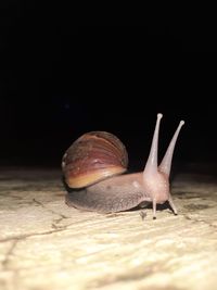 Close-up of snail