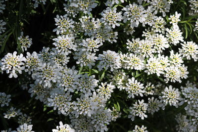 Close-up of white flowering plants in park