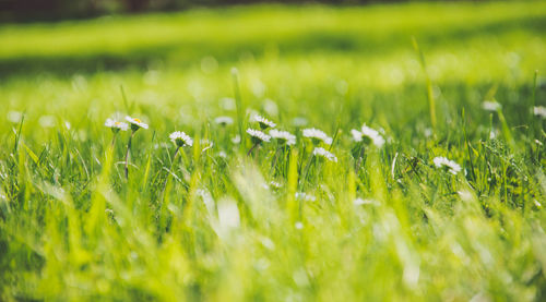 Close-up of grass growing on field