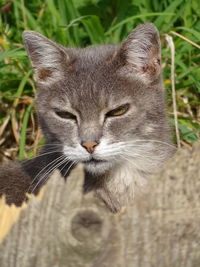 Close-up portrait of cat