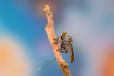 Close-up of spider on plant