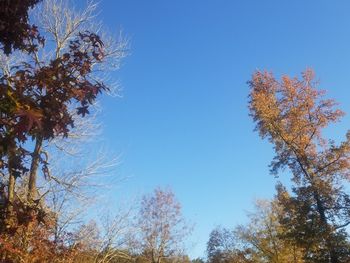 Low angle view of trees against clear blue sky