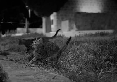 Cat sitting on field