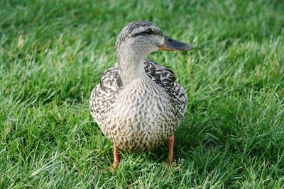 Close-up of a bird on grass