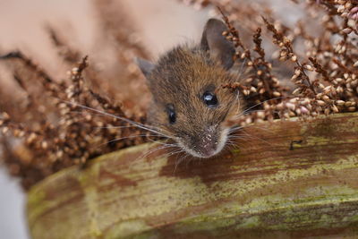 Close-up portrait of a mouse
