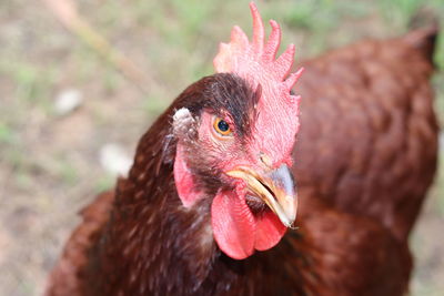 Close-up of rooster