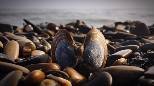 Close-up of shells on beach