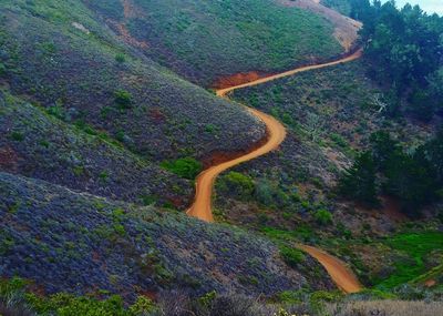 Scenic view of forest