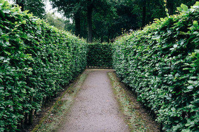 Footpath amidst hedges at park