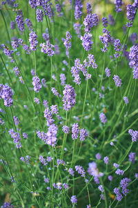 Close-up of purple flowering plant