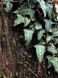 High angle view of wet leaves