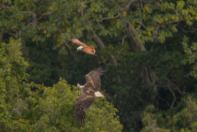 Bird flying in a forest