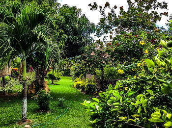 Trees in park