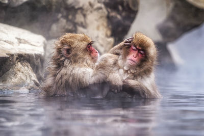 Snow monkeys, japanese macaque, relaxing by the hot spring water in jigokudani monkey park, japan.