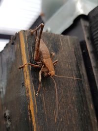 High angle view of insect on table