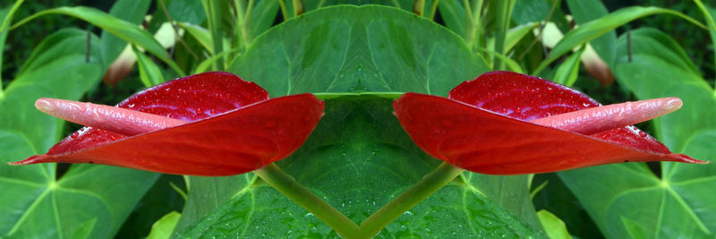 Close-up of wet red flowers blooming outdoors